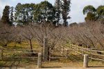 Sakura blossom trees. Would look fantastic when they bloom.