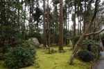 Thee moss floor was all along the paths between the trees. Looked quite cool and very comfy.