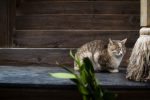 A cat having a nap within the shrine section of the grounds.