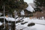 Icicles hanging from a tree