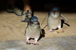 Fairy Penguins