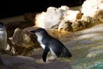 Fairy Penguins on Penguin Island