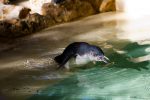 Fairy Penguins on Penguin Island