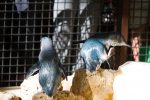 Fairy Penguins on Penguin Island