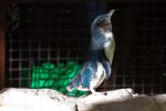 Fairy Penguins on Penguin Island