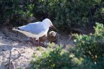 Baby Seagulls on Penguin Island