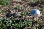 Baby Seagulls on Penguin Island