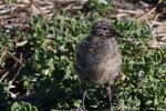 Baby Seagull on Penguin Island