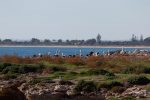 Pelicans on Penguin Island