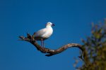 A Sea Gull on Penguin Island