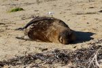 One very comfy looking sea lion sun bathing on the beach of Penguin Island.