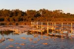 Looking over the thrombolites at Lake Clifton